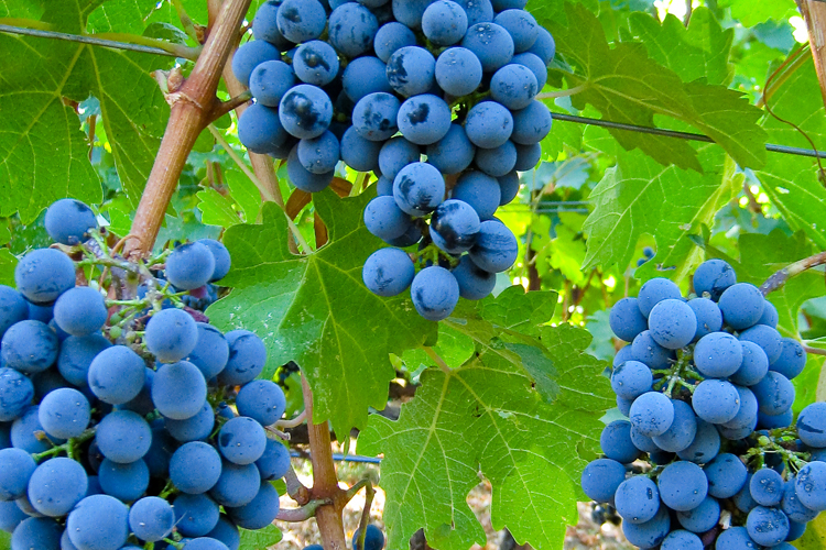 SavorNW Wine News